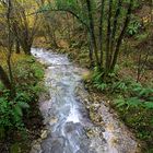 Autunno - Torrente