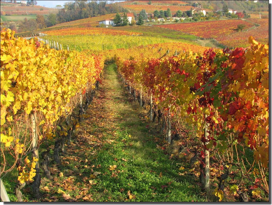 Autunno tra le vigne Foto Immagini