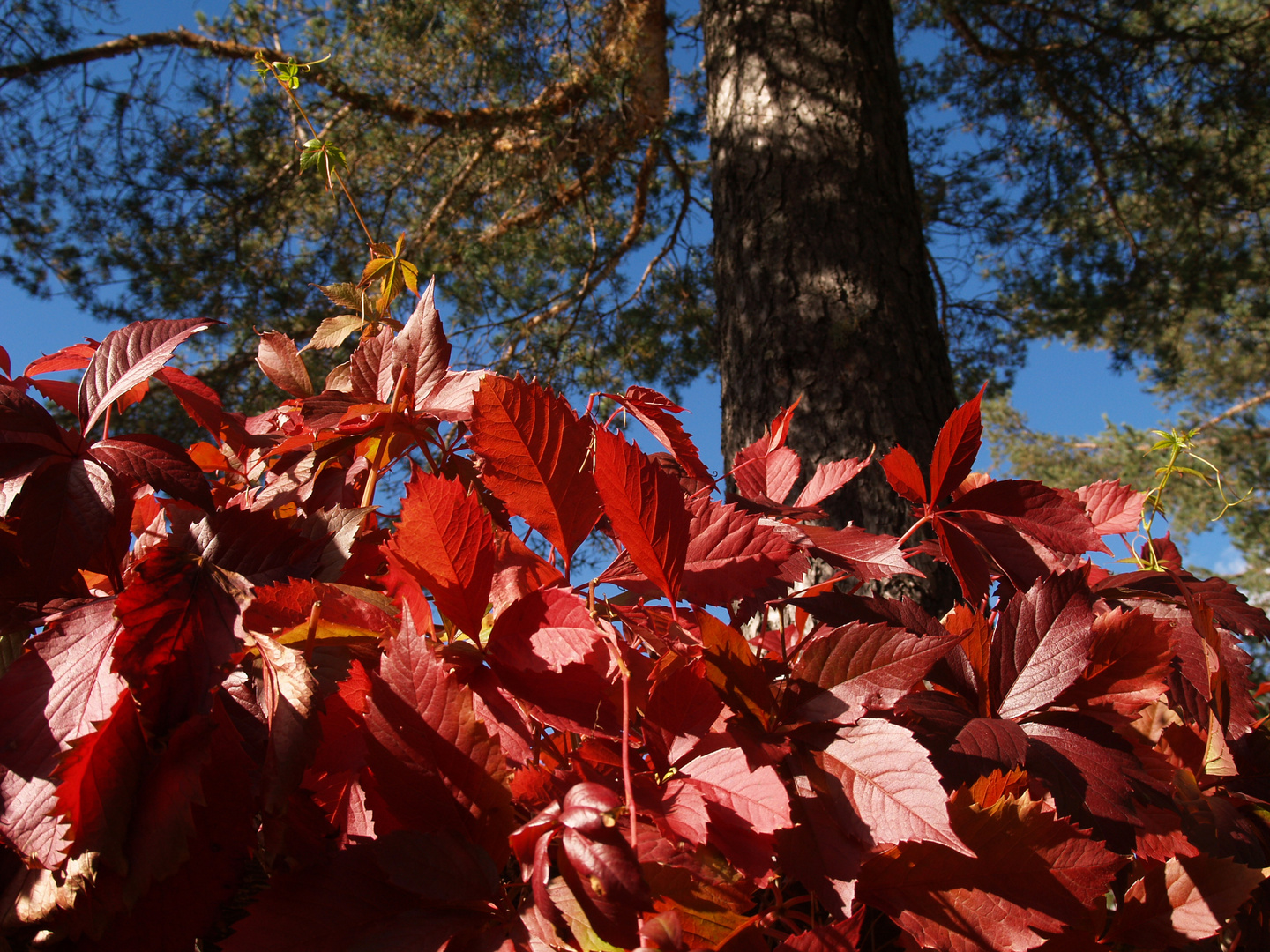 Autunno, vite americana