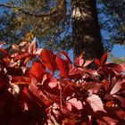 Autunno, vite americana