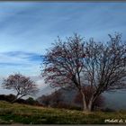 ...autunno...sul monte Palanzone...