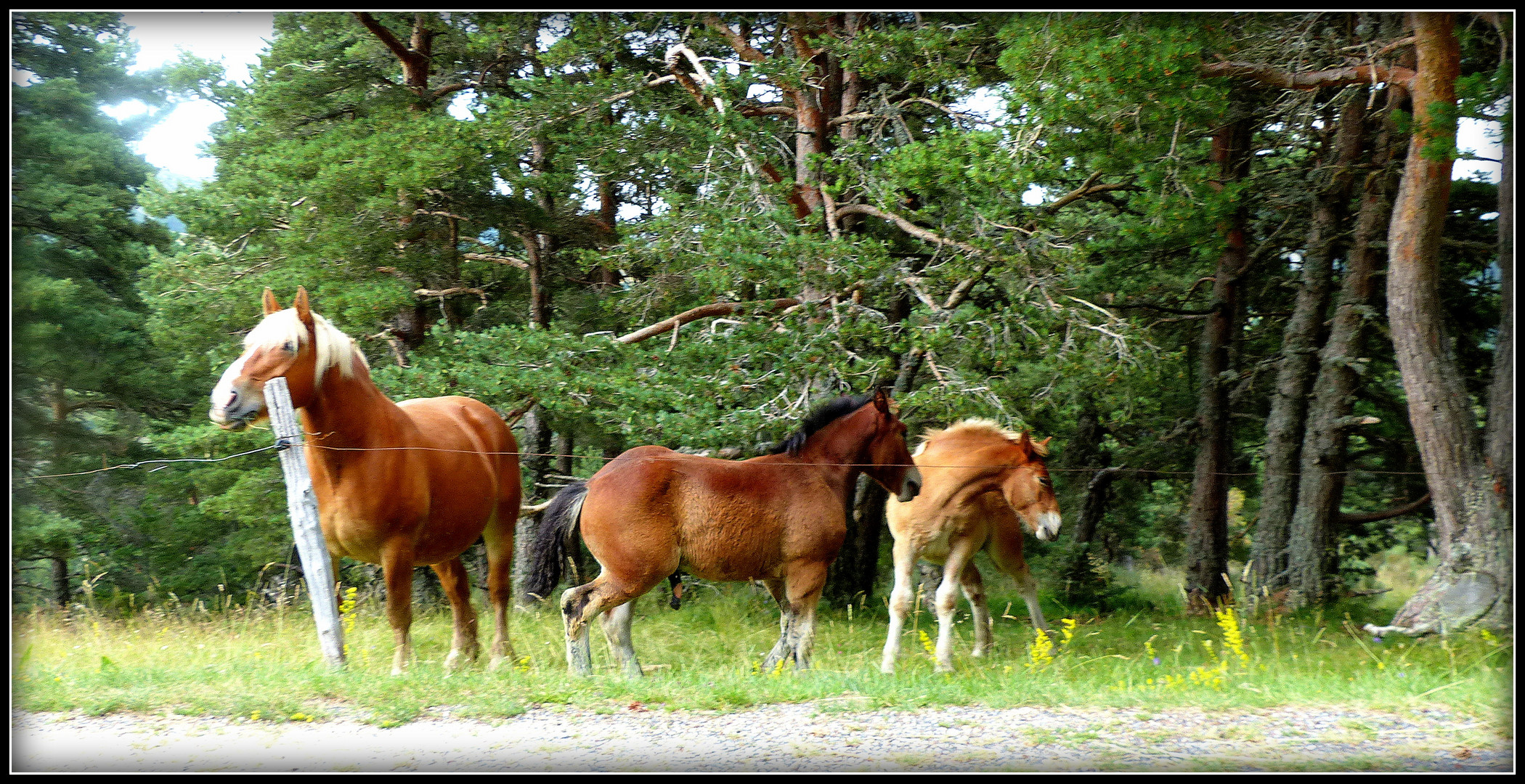 Auvergne