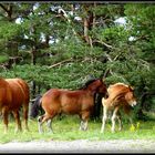 Auvergne