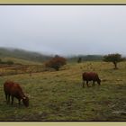 Auvergne