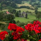 Auvergne fleurie...