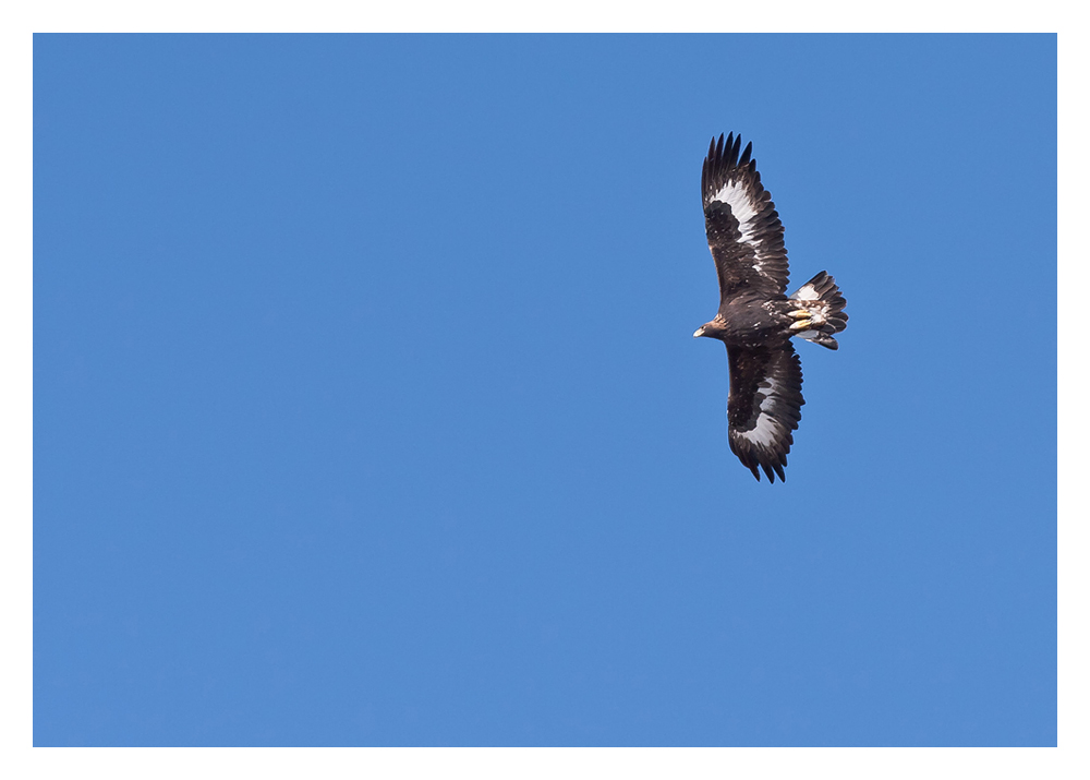 Auwaia! Ein Juveniler Steinadler