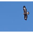 Auwaia! Ein Juveniler Steinadler