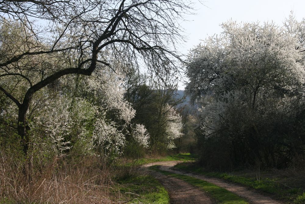 Auwald Foto & Bild landschaft, allerlei, natur Bilder auf