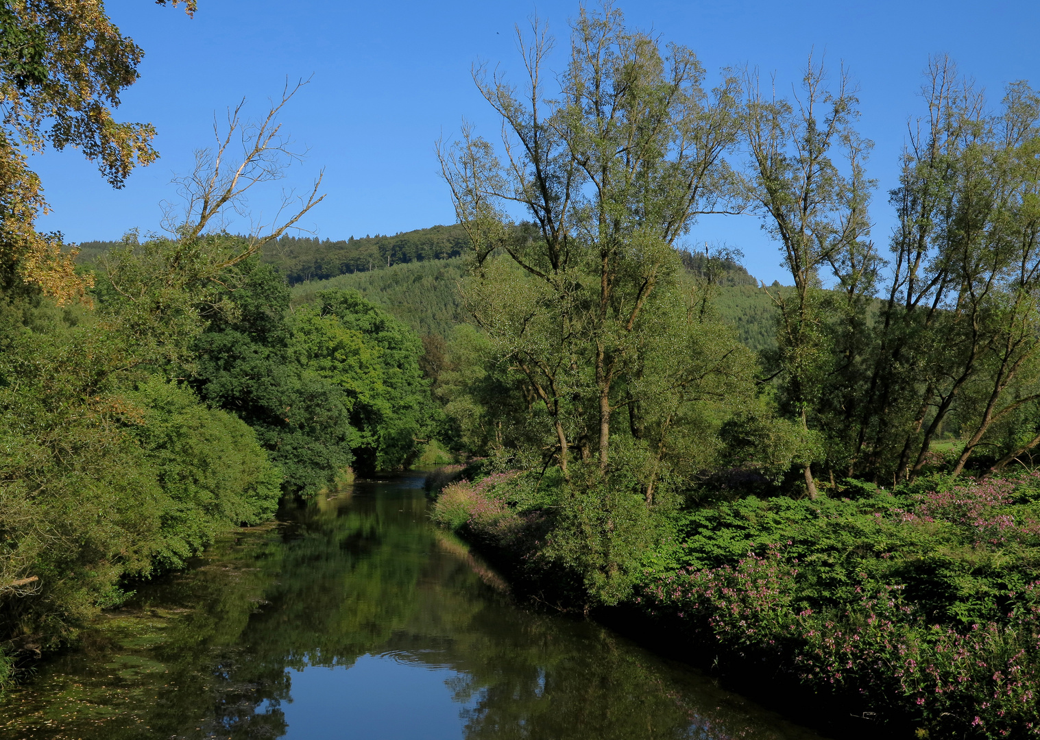 Auwald an der Ruhr bei Arnsberg-Wildshausen 