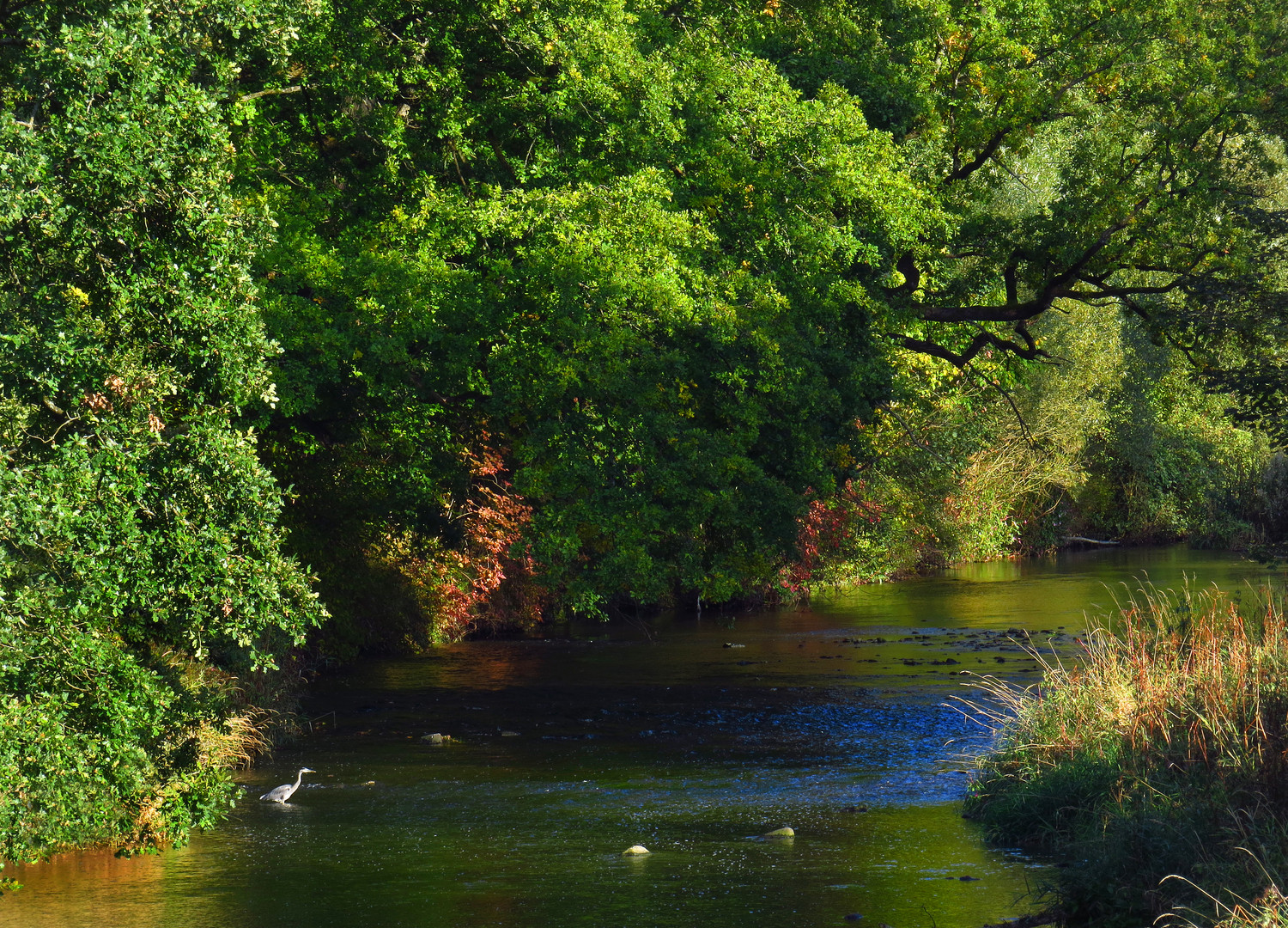 Auwald an der Ruhr bei Wildshausen