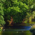 Auwald an der Ruhr bei Wildshausen