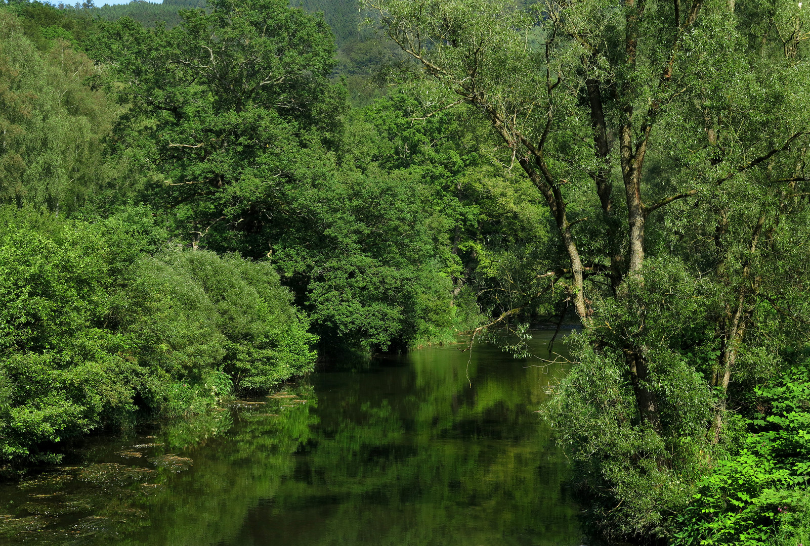 Auwald an der Ruhr im Naturpark Arnsberger Wald