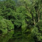 Auwald an der Ruhr im Naturpark Arnsberger Wald