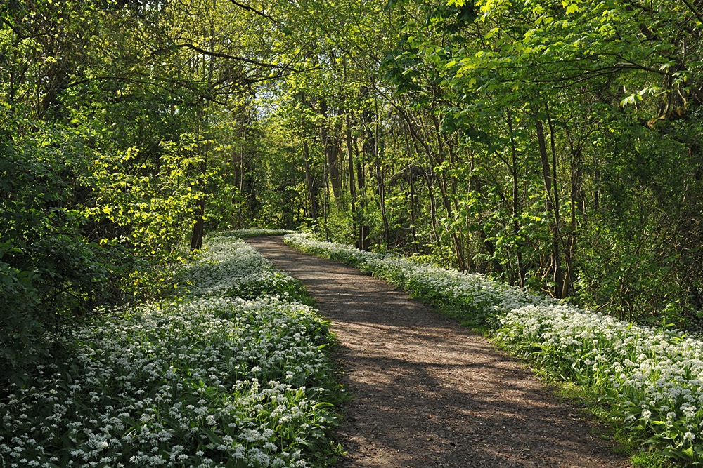 Auwald: Bärlauch - Paradies