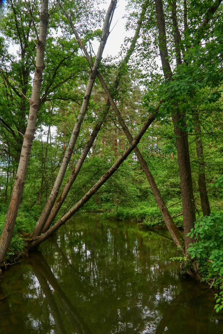 Auwald bei Roth