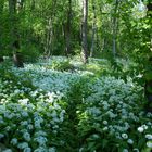 Auwald - Blütenmeer im Frühling