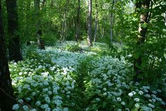 Auwald - Blütenmeer im Frühling