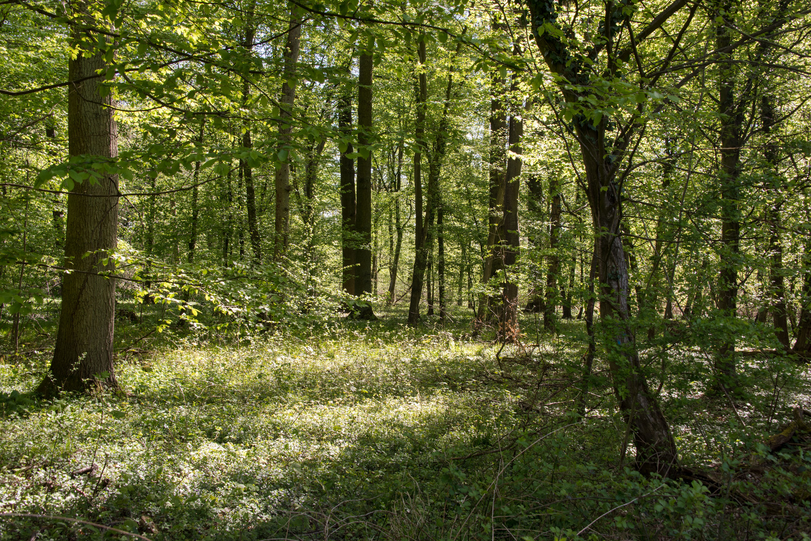 Auwald im Frühling