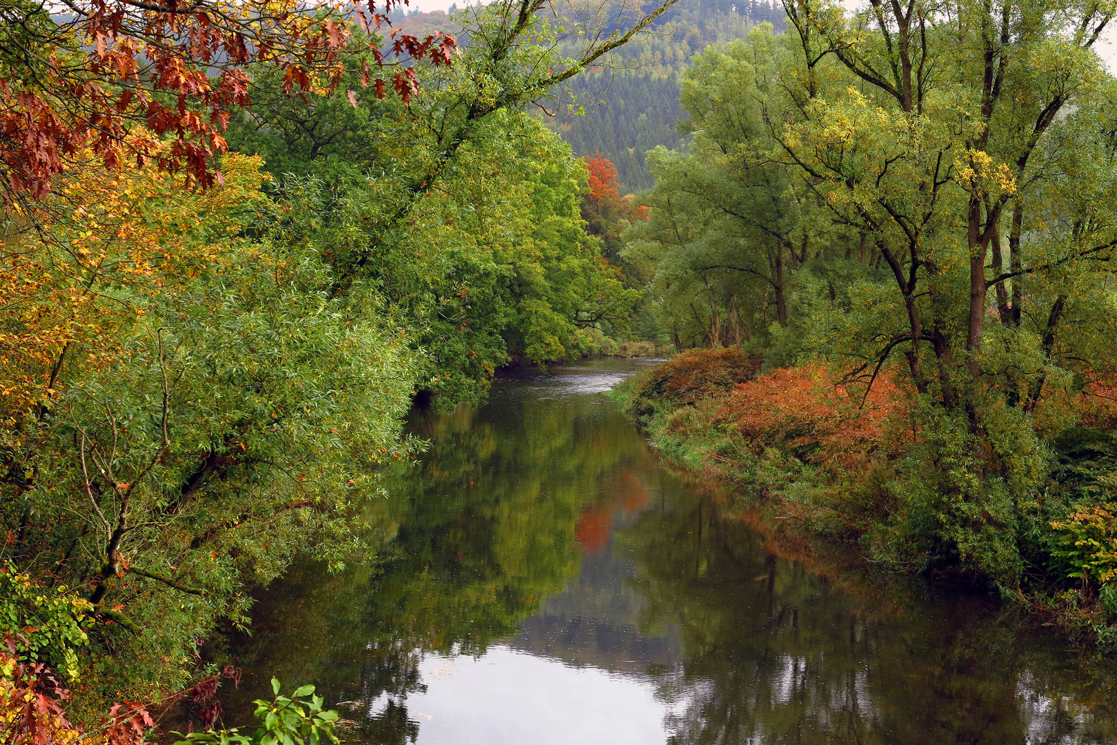 Auwald, im Herbst an der Ruhr bei Arnsberg
