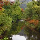 Auwald, im Herbst an der Ruhr bei Arnsberg