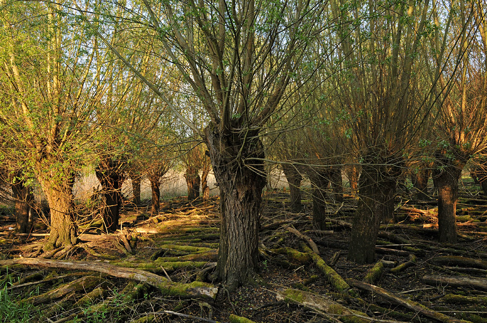 Auwald – Weiden im Abendlicht 03