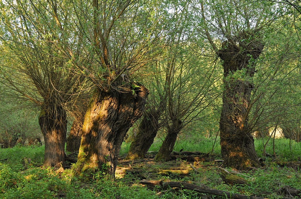 Auwald – Weiden im Abendlicht 05