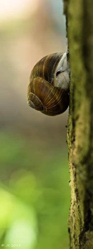 Auwald- Weinbergschnecke