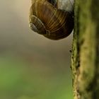 Auwald- Weinbergschnecke