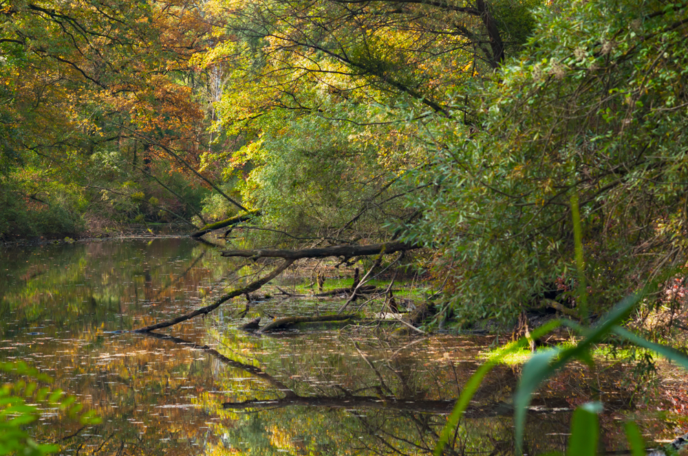 Auwaldherbst