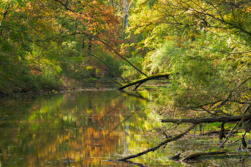 Auwaldherbst II