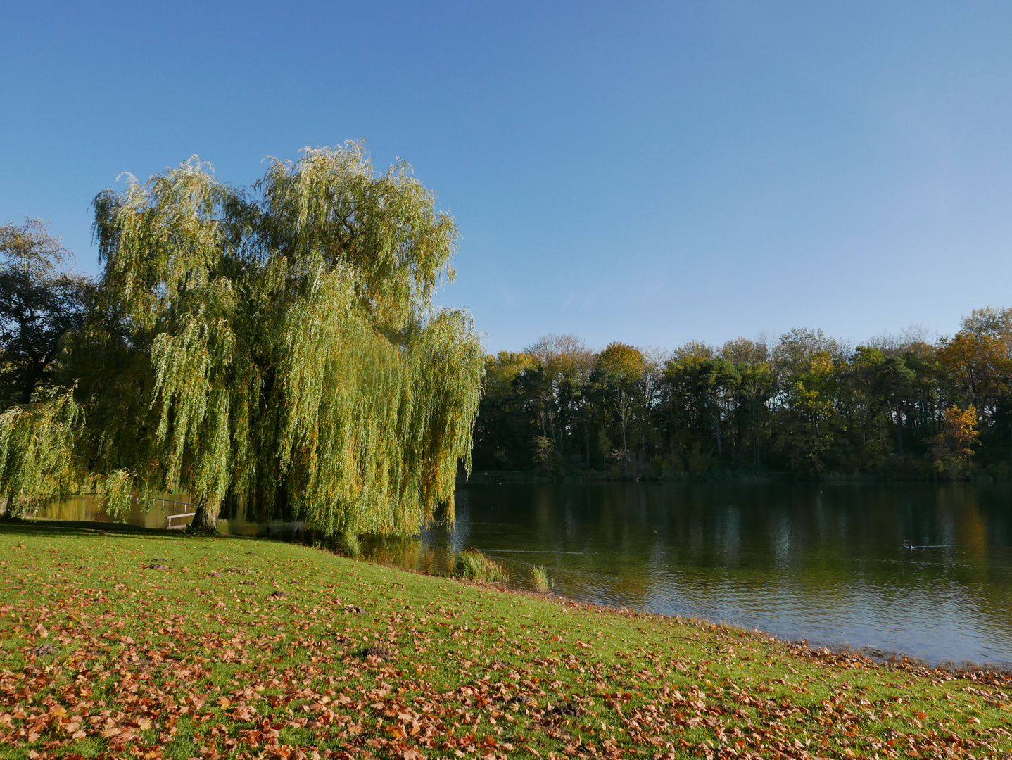 Auwaldsee 2