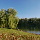 Auwaldsee 2