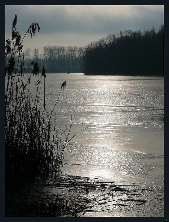 Auwaldsee