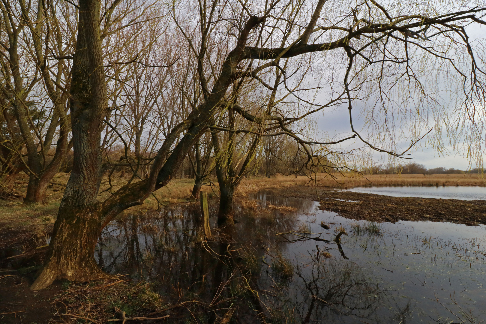 Auwiese unter Wasser