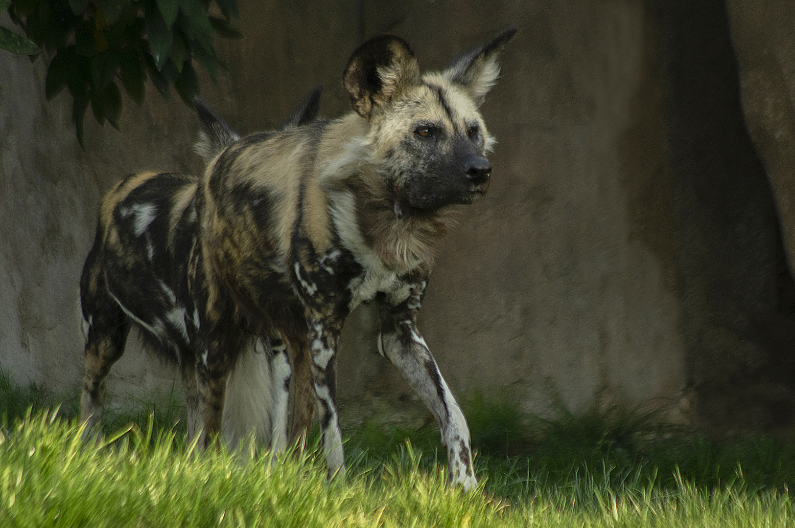 Aux aguets (Lycaon pictus, lycaon)