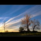 Aux arbres , citoyens