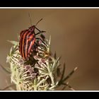 Aux couleurs de la Juventus (Pentatome rayé - Graphosoma lineatum)