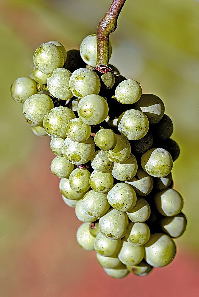 Auxerrois