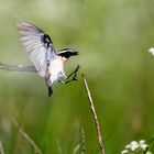 AV3U1610 _ Braunkehlchen ANFLUG