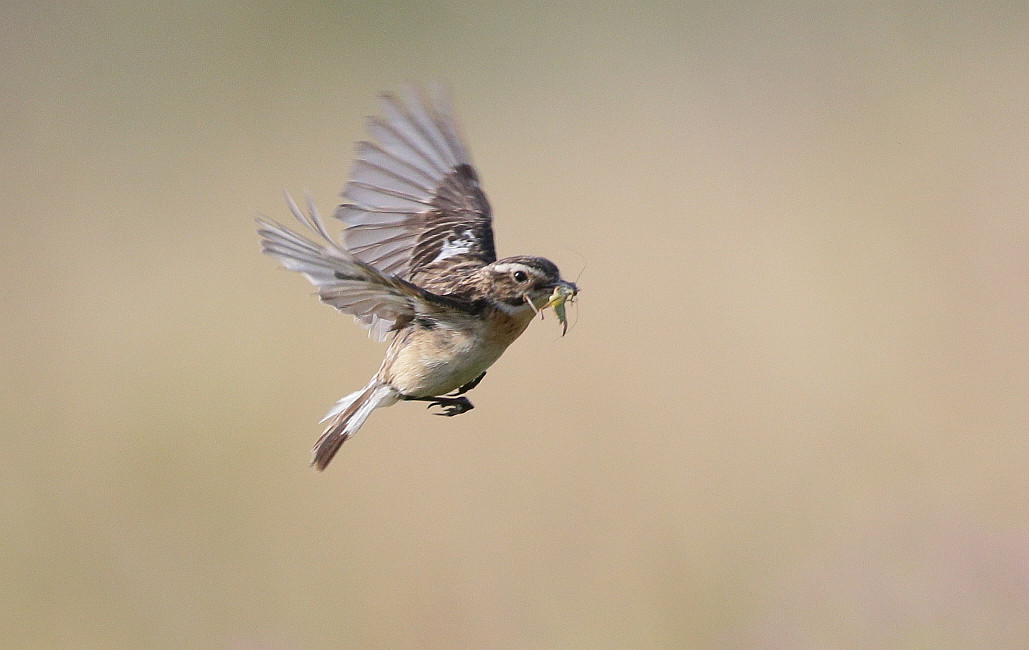 AV3U5112  Braunkehlchen Flug 