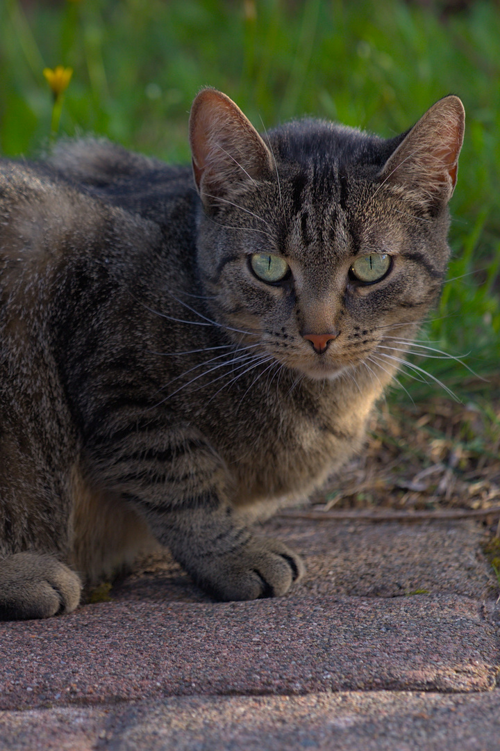 Ava im Garten