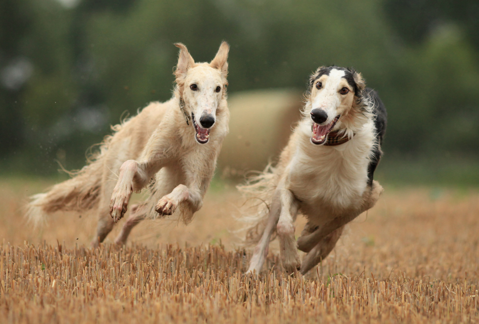 Ava und das Wollvieh