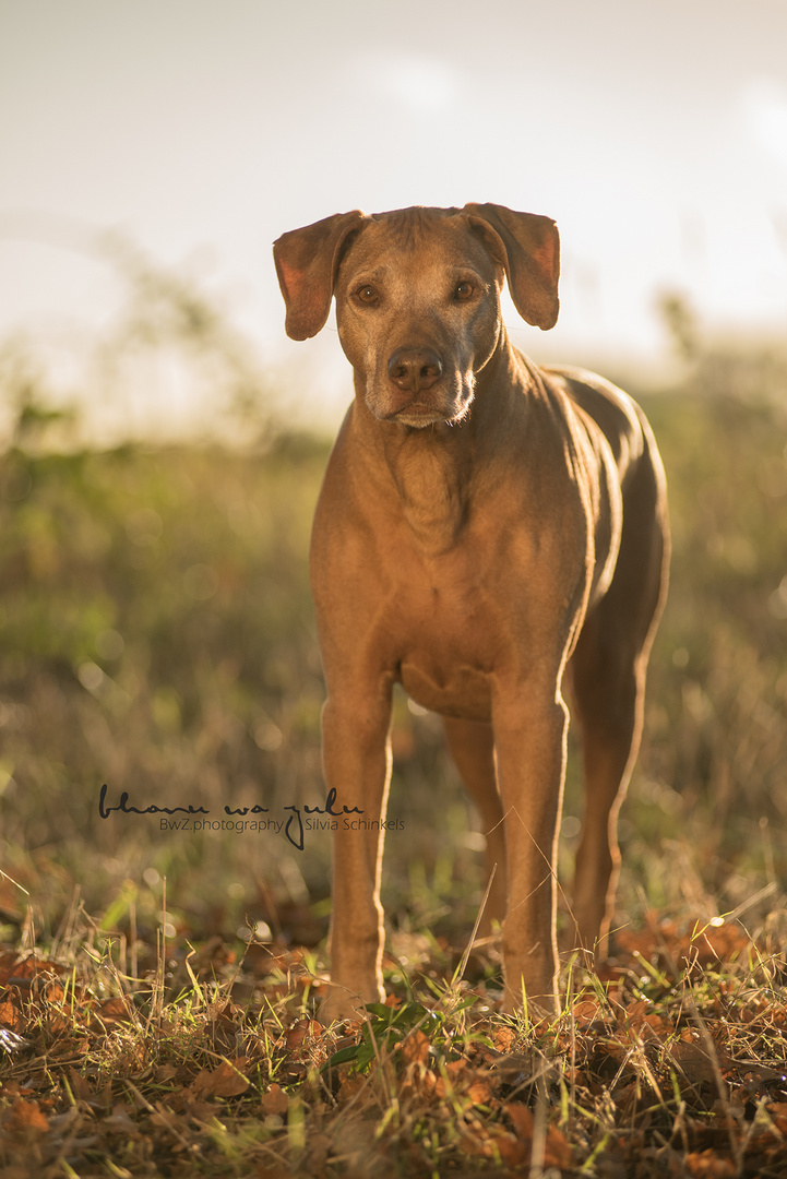 available light with out Bhanu...