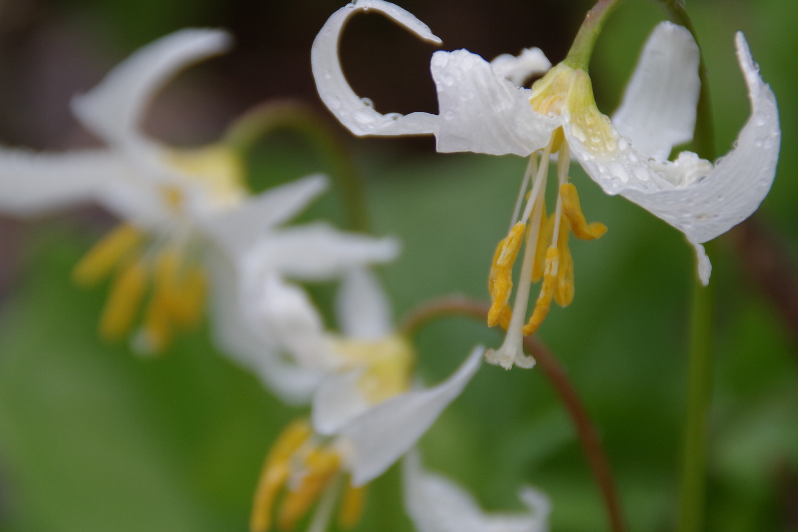 Avalanche Lilies, Mount Rainier National Park