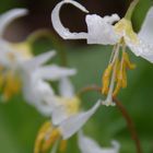 Avalanche Lilies, Mount Rainier National Park