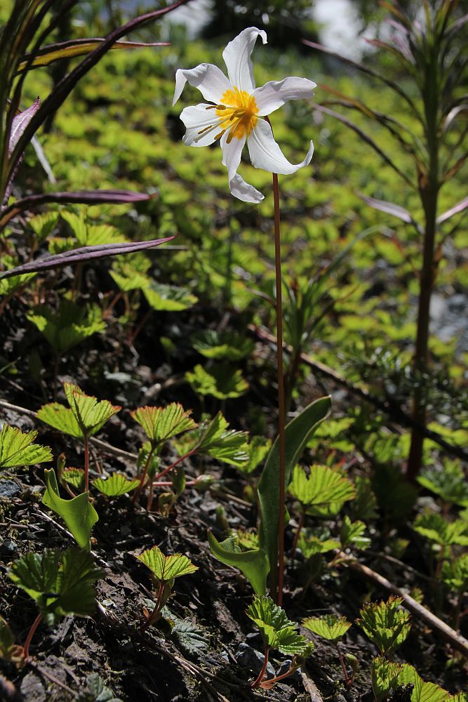 Avalanche Lily - "Lawinen-Lilie" (Erythronium montanum)