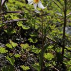 Avalanche Lily - "Lawinen-Lilie" (Erythronium montanum)