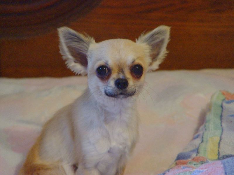 "Avalon" Chihuahua