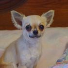 "Avalon" Chihuahua