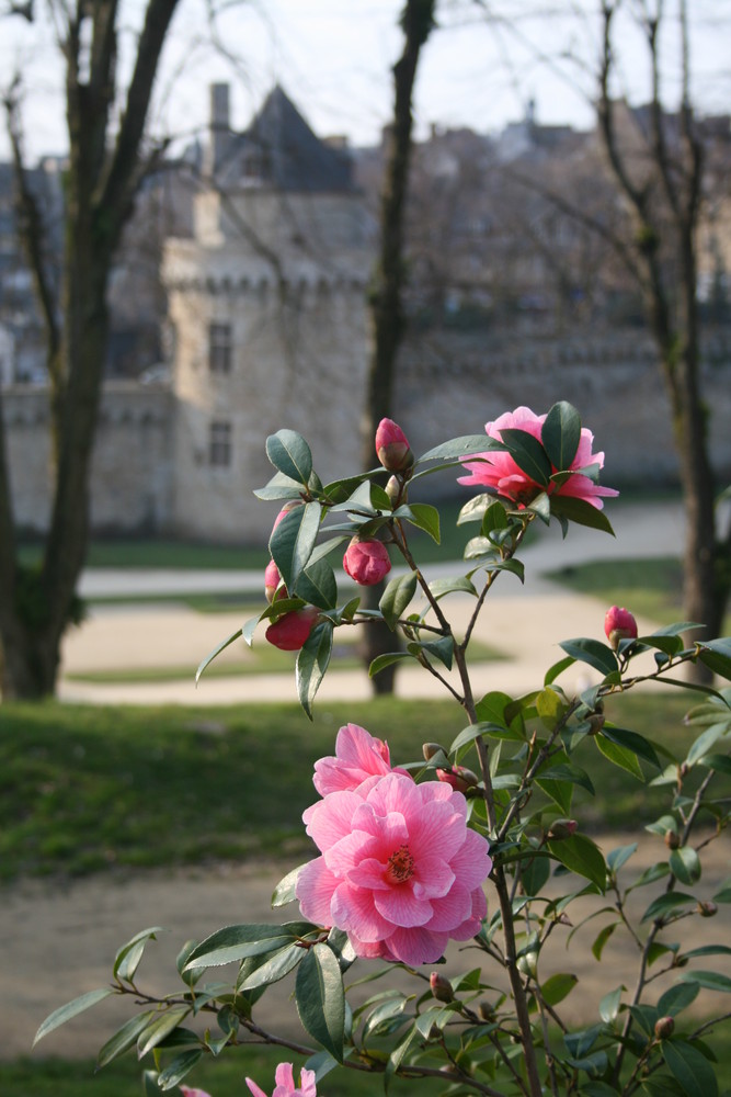 avant-goût du printemps à Vannes